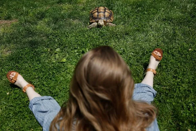 Henry, an African spurred tortoise, walks in the grass of Central Park as his walker Amalia McCallister sits in New York, U.S., May 19, 2016. (Photo by Shannon Stapleton/Reuters)