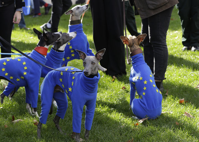 Whippets wear clothing with the EU flag during anti-Brexit protests in London, Saturday, October 19, 2019. Britain's Parliament is set to vote in a rare Saturday sitting on Prime Minister Boris Johnson's new deal with the European Union, a decisive moment in the prolonged bid to end the Brexit stalemate. Various scenarios may be put in motion by the vote. (Photo by Kirsty Wigglesworth/AP Photo)