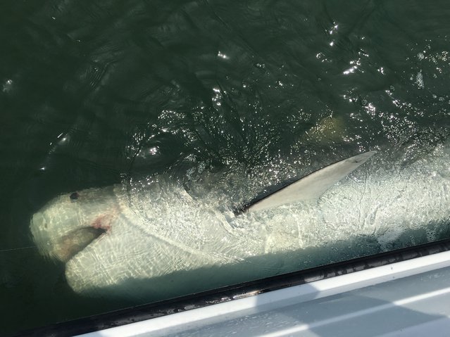 This Wednesday, May, 25, 2016 photo made available by Chip Michalove shows a large tiger shark off the coast of Hilton Head, S.C. The 1,400 pound shark named Chessie was tagged a year ago and was caught again this year by the same fisherman off the coast of South Carolina. (Photo by Chip Michalove via AP Photo)