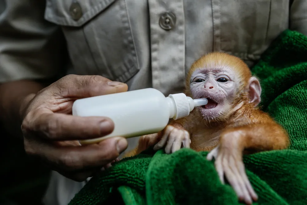Bali Zoo Welcomes Adorable Newborn Javan