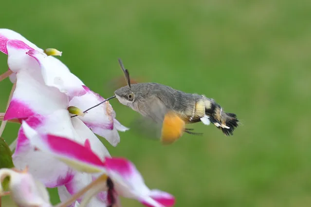 A hummingbird hawk moth, whose wings beat 80 times a second to allow it to hover like a hummingbird over flower heads as it feeds. (Photo by Bob Eade/Butterfly Conservation/PA Wire)