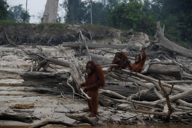 Orangutans gather as smoke from forest fires covers Salat Island, which is used by Borneo Orangutan Survival Foundation as a pre-release island for orangutans, in Pulang Pisau regency near Palangka Raya, Central Kalimantan province, Indonesia, September 15, 2019. (Photo by Willy Kurniawan/Reuters)