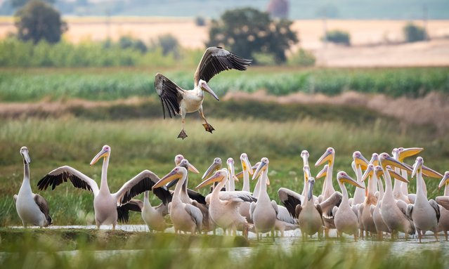 White Pelicans are viewed at Bird Sanctuary National Park in Turkiye's Balikesir on September 21, 2024. Bird Paradise National Park, located on the lake shore within the borders of Bandirma and Manyas districts of Balikesir, hosts white pelicans migrating in flocks to breed and spend the winter with the arrival of autumn. (Photo by Alper Tuydes/Anadolu via Getty Images)