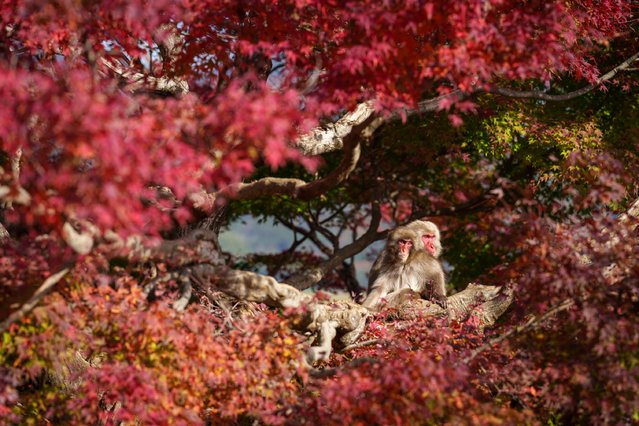 Two Japanese macaques enjoy the autumn among the cherry trees in Kyoto, Japan in the second decade of September 2024. Also known as the snow monkey, it is a terrestrial monkey species that is native to Japan. In recent studies, the species has been found to develop different accents, similar to human cultures. (Photo by Atsuyuki Ohshima/Media Drum Images)