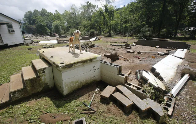 A dog guards the front steps of it's home that was swept away by floodwaters in White Sulphur Springs, W. Va., Friday, June 24, 2016. (Photo by Steve Helber/AP Photo)