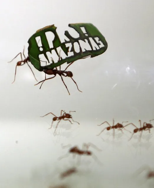 Ants carry a leaf with a slogan reading “!Pro! Amazon” at the zoo in Cologne, Germany August 18, 2015. (Photo by Ina Fassbender/Reuters)