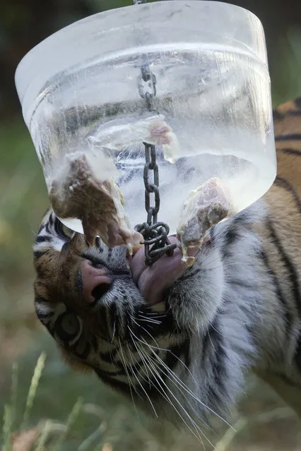 A tiger licks a block of ice containing bits of meat in Rome's Bioparco zoo, Wednesday, July, 13, 2016. (Photo by Andrew Medichini/AP Photo)