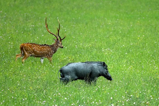 A wild boar (R) and Ceylon spotted deer roam in a meadow of the Yala National Park in Yala, Sri Lanka on August 22, 2022. (Photo by Ishara S. Kodikara/AFP Photo) 