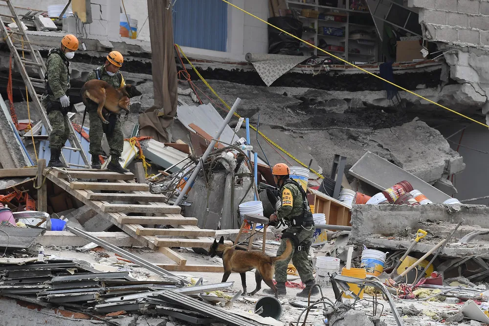 Rescue Dogs Help Mexico City after Earthquake