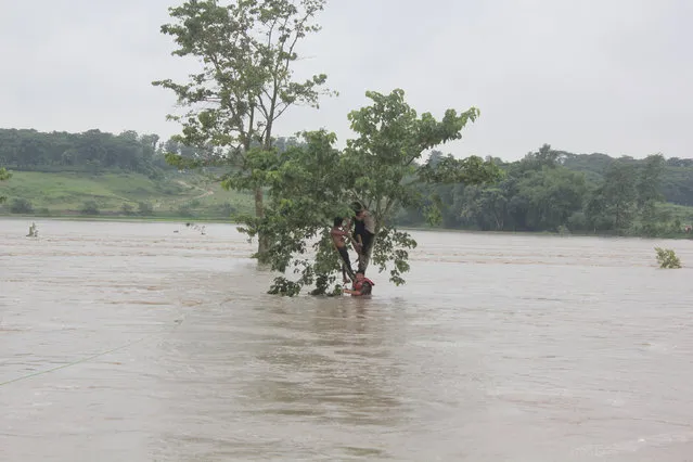 Flood victims take refuge on a tree as an army officer holds a rope to rescue them in Jhapa, Nepal, July 24, 2016. (Photo by Reuters/Nepalese Army)