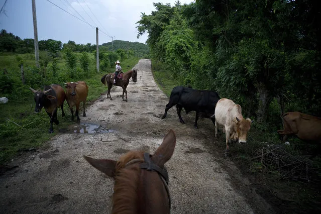 In this July 29, 2016 photo, cowgirl Dariadna Corujo sits on her horse while herding cattle near a farm in Sancti Spiritus, central Cuba. (Photo by Ramon Espinosa/AP Photo)