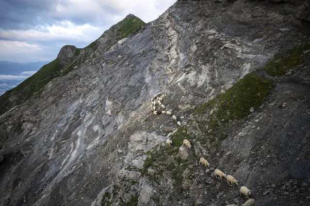A flock of sheep crosses alpine terrain in Flaesch, Switzerland, Tuesday, August 6, 2019, under the “Falknis” peak (2562 meters above sea level). During the so-called “Schafuebergang”, 1500 sheep wander from one meadow to the other, crossing on a steep, narrow alpine trail. (Photo by Gian Ehrenzeller/Keystone via AP Photo)