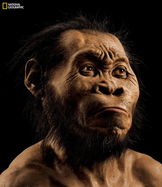 This March 2015 photo provided by National Geographic from their October 2015 issue shows a reconstruction of Homo naledi's face by paleoartist John Gurche at his studio in Trumansburg, N.Y. In an announcement made Thursday, September 10, 2015, scientists say fossils found deep in a South African cave revealed the new member of the human family tree. (Photo by Mark Thiessen/National Geographic via AP Photo)