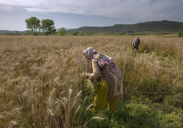 Pakistani villager Hameeda Begum harvests crop with her son due to unavailability of daily wage laborers, during a government-imposed nationwide lockdown to help contain the spread of the coronavirus, in suburbs of Islamabad, Pakistan, Thursday, April 30, 2020. (Photo by B.K. Bangash/AP Photo)