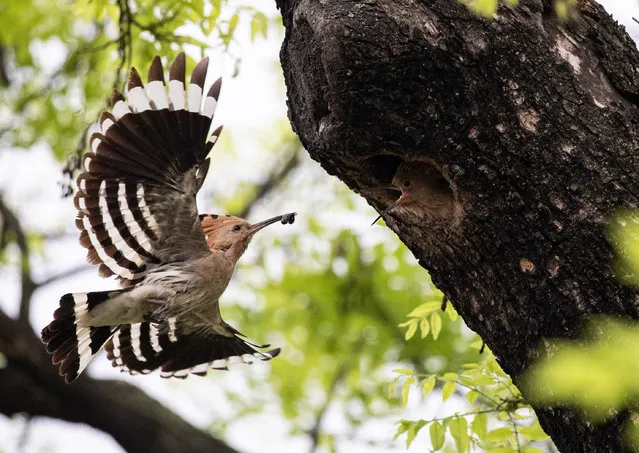 A view of a Eurasian hoopoe (Upupa epops) bird captured in flight while feeding its chicks at the entrance of their hole-nest in​ a tree, in Ilsan city, Gyeonggi province, South Korea, 16 May 2020. (Photo by Jeon Heon-kyun/EPA/EFE)