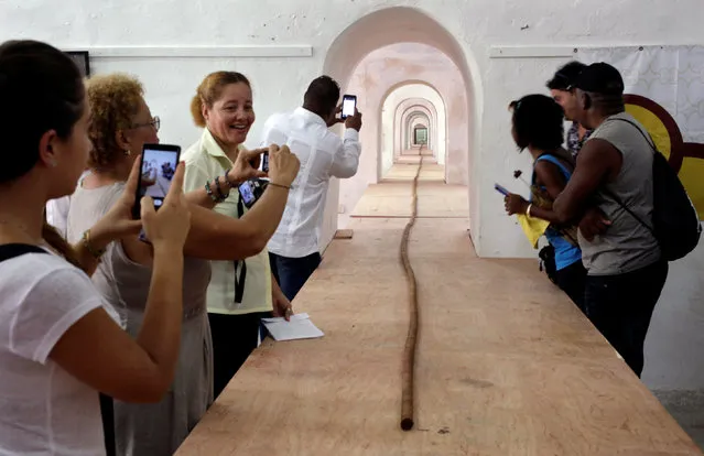 People look at the world's longest cigar that stretches 295 feet 4 inches (90 metres), in Havana, Cuba, August 12, 2016. (Photo by Enrique de la Osa/Reuters)