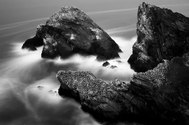 Gannets rest on a cliff after fishing, 2014, in Shetland, Scotland. (Photo by Richard Shucksmith/Barcroft media)