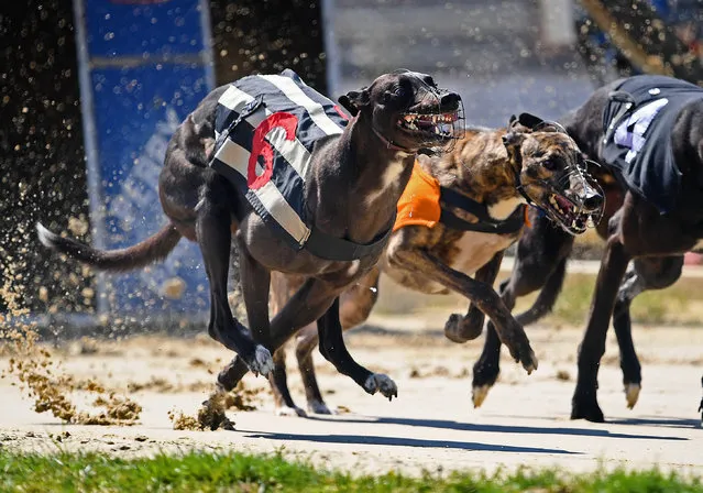 Greyhounds resume racing behind closed doors on June 01, 2020 in Perry Barr, England. Greyhound racing across England is returning as restrictions on sporting events are relaxed during the coronavirus pandemic. (Photo by Clive Mason/Getty Images)
