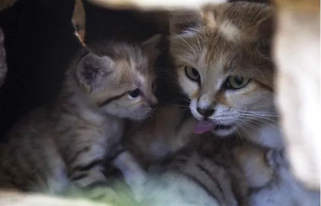 Rare Sand Kittens in Park "Safari"