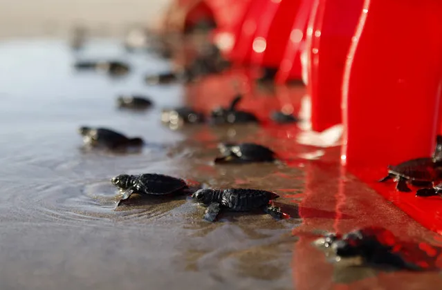 Baby turtles released into the ocean in Bali, Indonesia on Tuesday, June 9, 2020. Roughly a hundred newly hatched Lekang turtles were released during a campaign to save the endangered sea turtles. (Photo by Firdia Lisnawati/AP Photo)