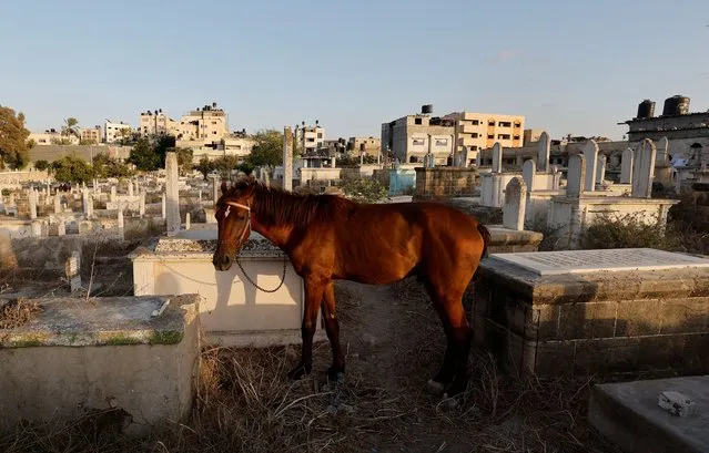 A horse owned by the Kuhail family is tied to a grave in the Sheikh Shaban cemetery where the family lives, in Gaza City, August 27, 2022. (Photo by Mohammed Salem/Reuters)