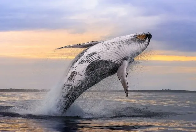 A 40-tonne humpback launching out of the water in an incredible breach in New South Wales, Australia on October 2022 in front of a sunset. The humpback whale can grow up to 56 feet long and typically covers 9,900 miles a year as it travels through the oceans of the world. Humpback whales are a species of Baleen whale, meaning they don't have teeth. Instead, they have baleen which helps them to filter feed. Their main source of food is krill or tiny bait fish. (Photo by Jodie Lowe/Media Drum Images)