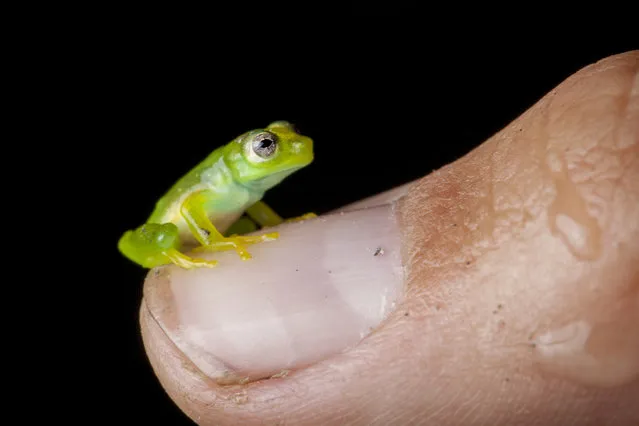Miniature glass frog. (Photo by Robin Moore)