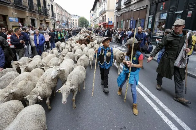 A shepherd is seen with his sheep and goats as they cross the city during the 24th edition of the Transhumance Festival in Madrid, Spain, 23 October 2022. Over 1,000 sheep and 200 goats will be crossing the city this year to enhance the importance of transhumance, when livestock is moved from one grazing ground to another depending on the season. (Photo by Mariscal/EPA/EFE)