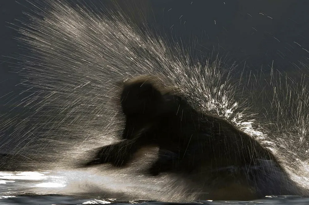 “Hunting for a Salmon”