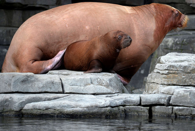 Fourteen-week old walrus calf “Thor” sits next to his mother Dyna, during his Christening ceremony in Hagenbecks zoo in Hamburg, northern Germany October 1, 2014. (Photo by Fabian Bimmer/Reuters)