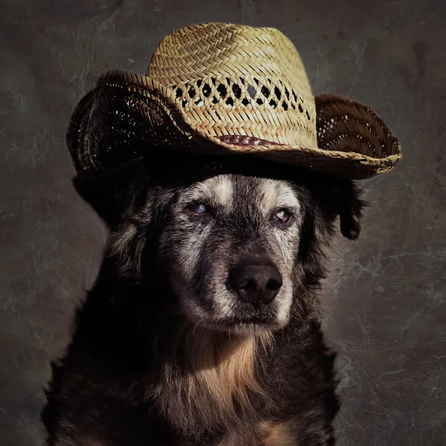 Moses is dressed up in a straw hat by Tammy and her team, in Arkansas, United States. (Photo by Tammy Swarek/Barcroft Images)