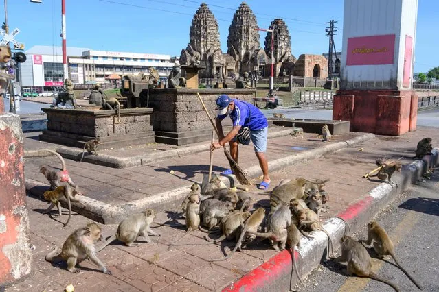 This photograph taken on June 20, 2020 shows a man cleaning a roundabout, one of the main gathering points of the longtail macaques in the town of Lopburi, some 155 km north of Bangkok. Residents barricaded indoors, rival gang fights and no-go zones for humans. Welcome to Lopburi, an ancient Thai city overrun by monkeys super-charged on junk food, whose population is growing out of control. (Photo by Mladen Antonov/AFP Photo)