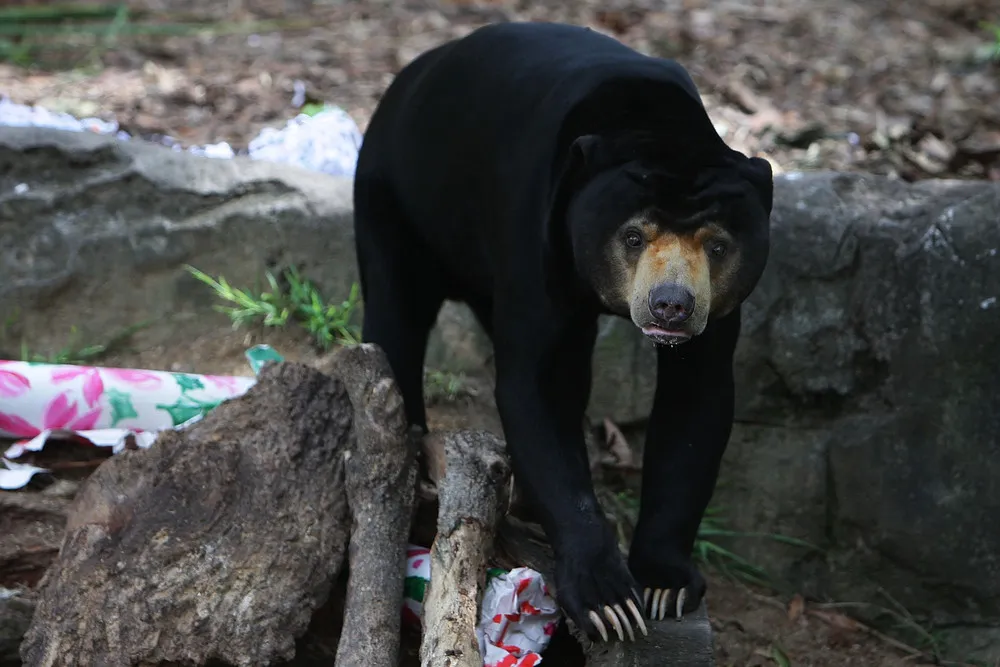 Taronga Zoo Animals Recieve Christmas Gifts