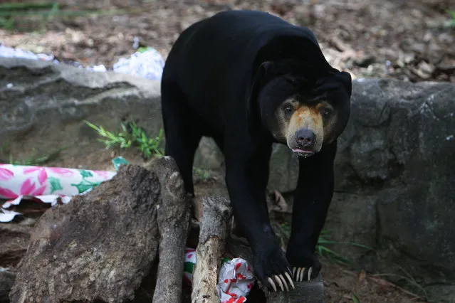 A Sun Bear receives a Christmas treat at Taronga Zoo on December 14, 2012 in Sydney, Australia. Taronga Zoo celebrated Christmas early giving Christmas-themed environmental activities to the Zoo's Giraffes, Sun Bears, Meerkats, Aldabra Tortoise and Cockatoos providing a wonderful natural display for Zoo visitors.  (Photo by Lisa Maree Williams)