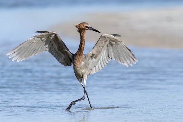 A reddish egret hunts for fish in the shallows at Fort De Soto Park in Tierra Verde, Florida on May 20, 2025. Known for its energetic and erratic foraging style, the bird darts and dances through the water in pursuit of prey. (Photo by Ronen Tivony/ZUMA Press Wire/Rex Features/Shutterstock)