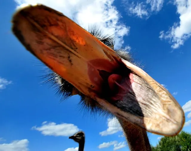 An ostrich opens its mouth in an attempt to nip at a camera during the first Ukrainian Ostriches Festival. Farming of ostiches and other exotic birds is becoming more popular among Ukrainian farmers. (Photo by Sergei Supinsky/AFP Photo)
