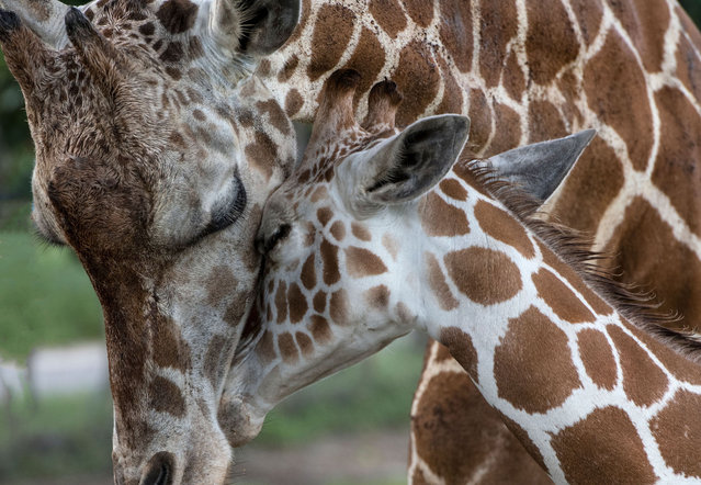 A 22-day-old giraffe calf named Zafira is seen next to her mother Ileana at the La Ponderosa Adventure Park in Guanacaste, Costa Rica, on August 22, 2020, amid the COVID-19 novel coronavirus pandemic. (Photo by Ezequiel Becerra/AFP Photo)