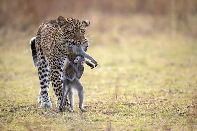 Holding on by Igor Altuna, Spain. This leopardess had killed a monkey in Zambia’s South Luangwa national park. The monkey’s baby was still alive and clinging to its mother. Igor watched as the predator walked calmly back to her own cub, who played with the baby monkey for more than an hour before killing it, almost as if it has been given live prey as a hunting lesson. (Photo by Igor Altuna/Wildlife Photographer of the Year)