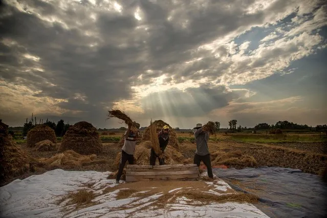 Kashmiri farmers thresh paddy on the outskirts of Srinagar, Indian controlled Kashmir, Sunday, September 13, 2020. Apart from tourism agriculture is the main source of income and employment in valley. (Photo by Mukhtar Khan/AP Photo)
