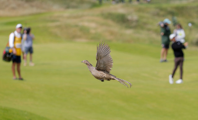 A female pheasant takes flight during the 153rd Open Golf Championship at the Royal Portrush golf club, Northern Ireland, UK in the last decade of July 2025. (Phoot by Tom Jenkins/The Guardian)