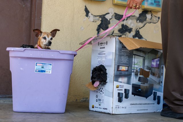 People drop off stray dogs at the County of Los Angeles Department of Animal Care and Control as the shelter struggles with overcrowding caused by pets abandoned during recent ICE raids, in Downey, California, U.S., July 29, 2025. (Photo by Mike Blake/Reuters)