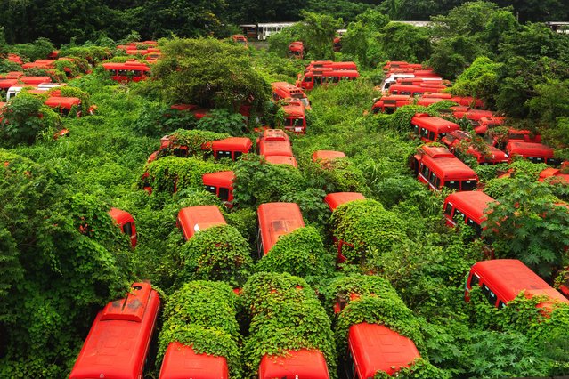 Plants are seen growing over Brihanmumbai Electricity Supply and Transport (BEST) mini-buses that were discontinued from service after BEST ended its partnership with the wet lease operator over unresolved issues, at a bus depot in Mumbai, India, Sunday, July 27, 2025. (Photo by Rafiq Maqbool/AP Photo)