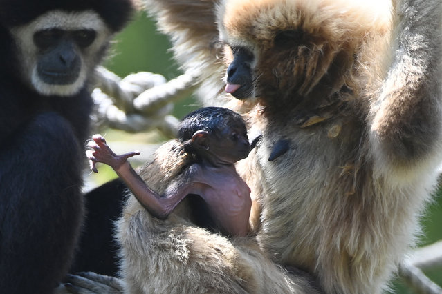 A baby Lar gibbon, also known as the white-handed gibbon, born 3-weeks-ago at the Spaycific'Zoo, is held by its mother in Spay, near Le Mans, western France on August 15, 2025. Fidji and Pepito, its parents, have been living together since the summer of 2022. This birth is important for the protection of this species, classified as "Endangered" on the IUCN (International Union for Conservation of Nature) Red List, mainly due to deforestation in Southeast Asia. The s*x and name of the baby, will be announced soon. (Photo by Jean-François Monier/AFP Photo)