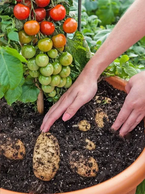 TomTato Plant Grows Both Tomatoes And Potatoes