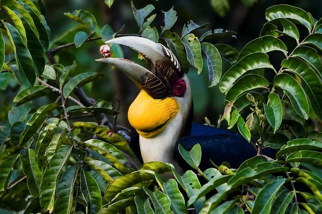 A male Wreathed Hornbill is seen inside the Khao Yai National park ahead of Valentine's day as Hornbill is the symbol of eternal love in Nakorn Ratchasima province, Thailand on February 12, 2023. (Photo by Chalinee Thirasupa/Reuters)