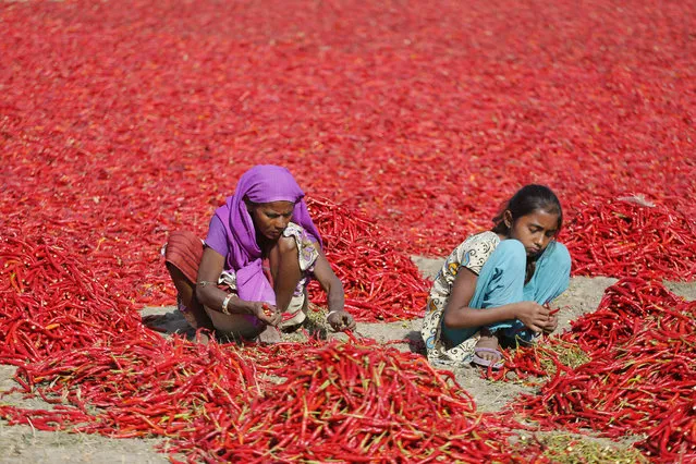 An Indian woman and a girl remove petioles of red chillies at a farm at Shertha village near Gandhinagar, India, Sunday, February 25, 2018. People employed in the production of seasonal red chilies earn 20 rupees ($0.31) for cleaning and sorting about 20 kilograms (44 pounds) of chilies per person. (Photo by Ajit Solanki/AP Photo)