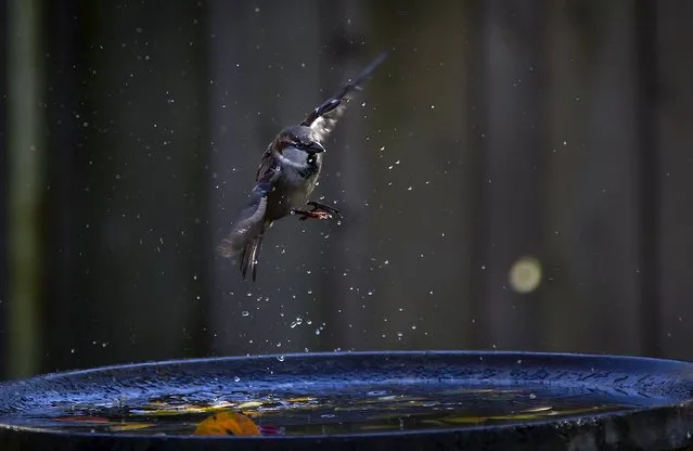 A sparrow takes off from a bird bath filled with fall leaves in a back yard in Toronto November 4, 2015. (Photo by Carlo Allegri/Reuters)