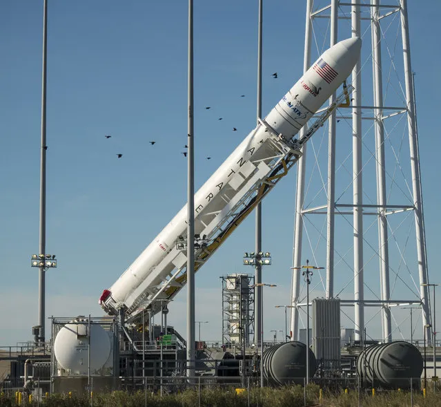 In this photo released by NASA, the Orbital ATK Antares rocket, with the Cygnus spacecraft onboard, is raised into the vertical position on launch Pad-0A, Friday, October 14, 2016, at NASA's Wallops Flight Facility in Virginia. Two years after a launch explosion, the space company Orbital ATK is returning to Virginia to send a load of supplies to the International Space Station. A planned nighttime launch this weekend from Wallops Island on Virginia's Eastern Shore will be visible along parts of the coast if the skies are clear. Liftoff is scheduled on Sunday .(Photo by Bill Ingalls/NASA via AP Photo)