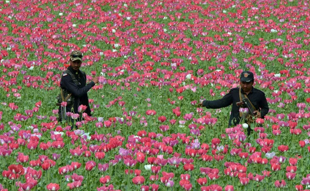 Pakistani Khasadaar Force personnel destroy poppy crops in the Prang Ghar area of tribal Mohmand Agency, about 100 kilometers from Peshawar, on April 5, 2018. The political administration of Mohmand Agency has destroyed poppy crops on more than 100 acres of land. (Photo by Abdul Majeed/AFP Photo)