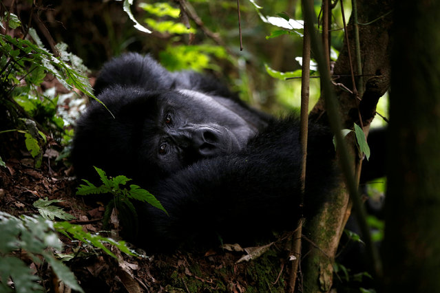 A male mountain gorilla from the Mukiza group is seen in the forest within the Bwindi National Park near the town of Kisoro, Uganda March 31, 2018. (Photo by Baz Ratner/Reuters)